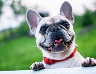 Alt du behøver at vide om fransk bulldog