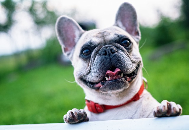 Alt du behøver at vide om fransk bulldog