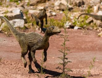 Den utrolige historie om Dinosaur Elefanthue og dens forbindelse til dinosaurerne