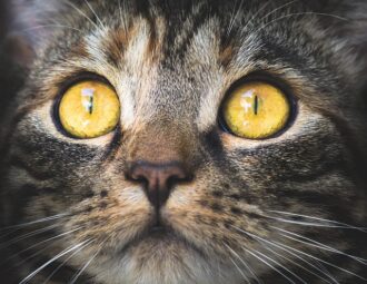 Katteurt og katteadfærd: Hvad siger forskningen om denne plante og dens indflydelse på katteopførsel?