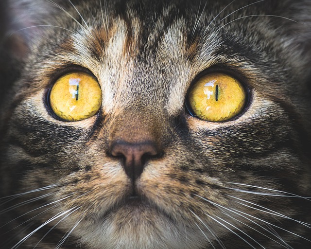 Katteurt og katteadfærd: Hvad siger forskningen om denne plante og dens indflydelse på katteopførsel?