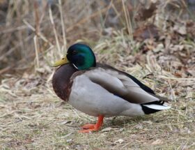 Snyd eller smart? Brug af hjælpemidler i moderne krydsord