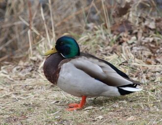 Snyd eller smart? Brug af hjælpemidler i moderne krydsord