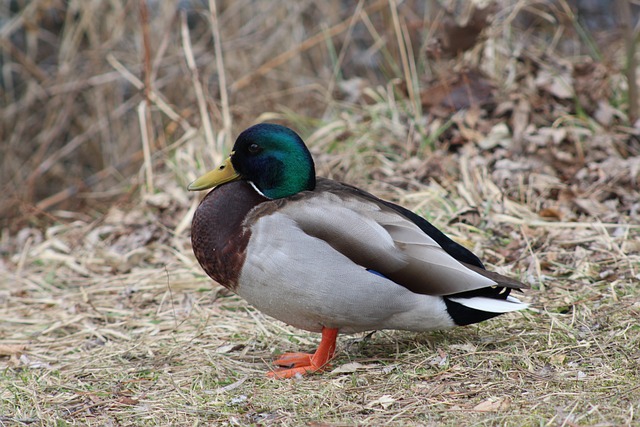 Snyd eller smart? Brug af hjælpemidler i moderne krydsord